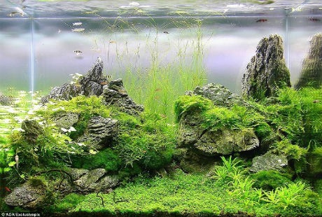 Người tạo ra chúng phải am hiểu về sinh học, nghệ thuật thiết kế và chụp ảnh