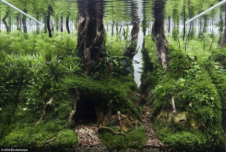 Những rễ cây, viên sỏi cũng trở nên sinh động hơn bao giờ hết