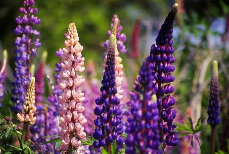 Ngất ngây với vẻ đẹp của hoa Lupins bên hồ Tekapo