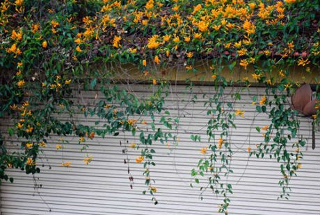 Bông hoa nhỏ và dài giống hoa loa kèn có màu vàng cam sặc sỡ đua nhau khoe sắc.