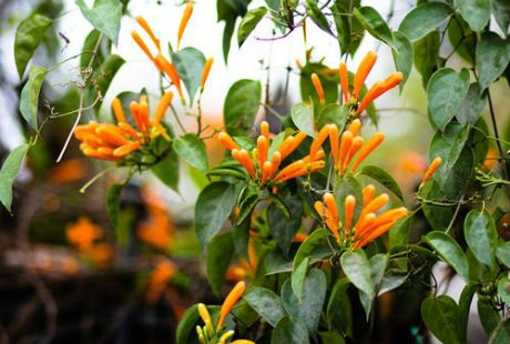 Ngỡ ngàng loài hoa lạ phủ kín ngôi nhà ở Hà Nội - 5 Bông hoa nhỏ và dài giống hoa loa kèn có màu vàng cam sặc sỡ đua nhau khoe sắc.