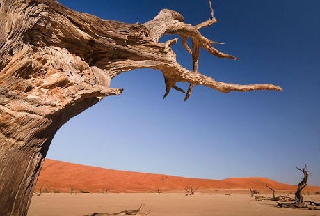 Deadvlei - Nghĩa địa cây khô giữa lòng sa mạc - 5 Cảnh quan thiết lập một cách kỳ quái xinh đẹp