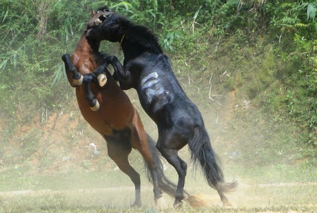 Những lễ hội đua ngựa đặc sắc nhất Việt Nam