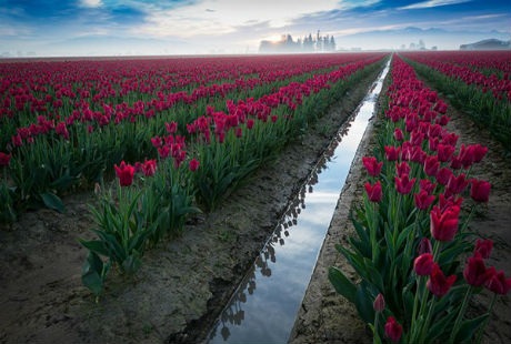Những cánh đồng hoa tulip đẹp như tranh - 12 Theo