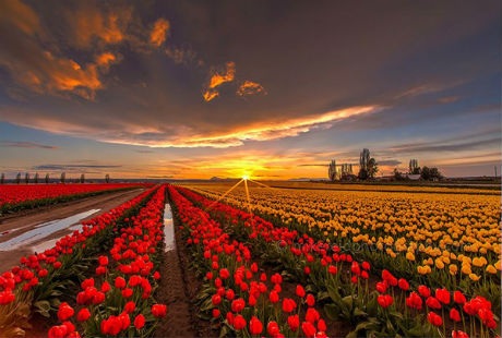 Những cánh đồng hoa tulip đẹp như tranh - 13 Theo