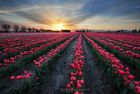 Những cánh đồng hoa tulip đẹp như tranh - 15 Theo