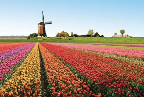 Những cánh đồng hoa tulip đẹp như tranh - 17 Theo