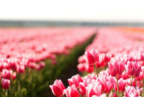 Những cánh đồng hoa tulip đẹp như tranh - 19 Theo