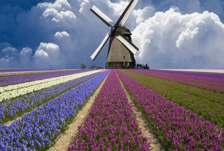 Những cánh đồng hoa tulip đẹp như tranh - 20 Theo