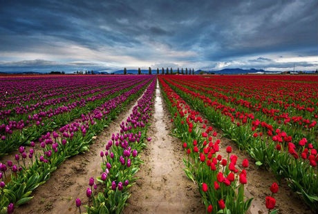 Những cánh đồng hoa tulip đẹp như tranh - 3 Theo