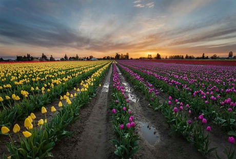 Những cánh đồng hoa tulip đẹp như tranh - 7 Theo
