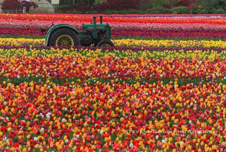 Những cánh đồng hoa tulip đẹp như tranh - 10 Theo