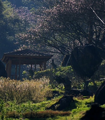 Hoa tô điểm cho vẻ
đẹp nên thơ ở núi Hàm Rồng.