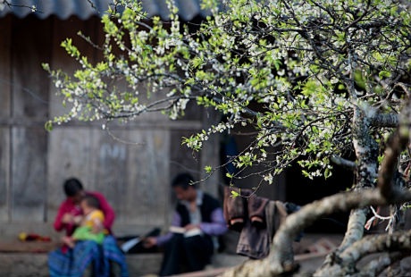 Hoa mận làm nên
khung cảnh bình yên ở các bản làng của người Mông.