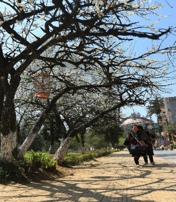 Hoa mận làm nên
khung cảnh bình yên ở các bản làng của người Mông.