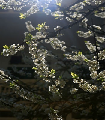 Hoa mận Sa Pa lung
linh trong nắng sớm.