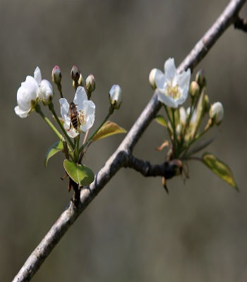 Hoa thu hút ong đến
tìm mật.