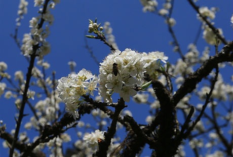 Hoa thu hút ong đến
tìm mật.