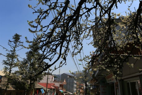 Hoa mận rủ trên các
tuyến phố thị trấn Sa Pa.