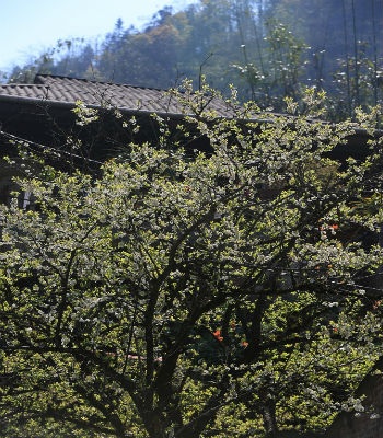 Vào những ngày
ngày, hoa đào, mận giăng ngập các bản làng.