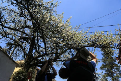 Vẻ đẹp lung linh của
hao đào, mận Sa Pa thu hút giới nhiếp ảnh đến săn tìn cảnh đẹp.