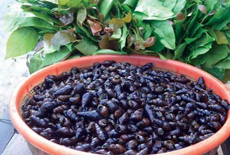 Thưởng thức món canh “độc nhất vô nhị” ở Quảng Ngãi - 1 Rau ranh tươi và ốc đá được bày bán rất nhiều bên vệ đường của vùng cao Quảng Ngãi.