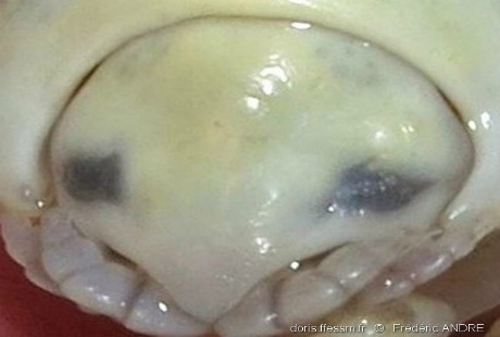 Rùng mình loài “quái vật” ăn lưỡi reo rắc kinh hoàng khắp Địa Trung Hải - 11 Theo