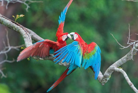 Tour du lịch khám phá ẩm thực Brazil