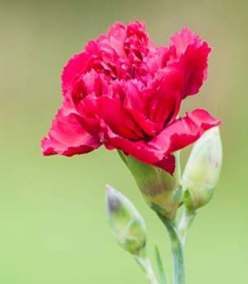 Những phong tục kỳ lạ bạn cần biết để tránh trở nên “vô duyên” - 1 Những phong tục kỳ lạ bạn cần biết để tránh trở nên “vô duyên”