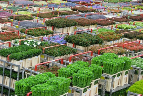 Tới thăm chợ hoa lớn nhất Hà Lan - 4 Tới thăm chợ hoa lớn nhất Hà Lan