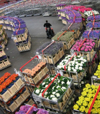 Tới thăm chợ hoa lớn nhất Hà Lan - 5 Tới thăm chợ hoa lớn nhất Hà Lan