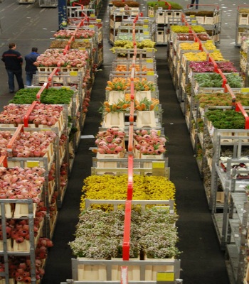 Tới thăm chợ hoa lớn nhất Hà Lan - 2 Tới thăm chợ hoa lớn nhất Hà Lan