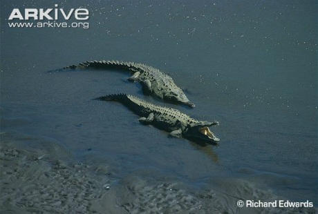 Tận mắt loài “quái vật” ăn thịt khổng lồ hung dữ nhất vùng đầm lầy nam Florida