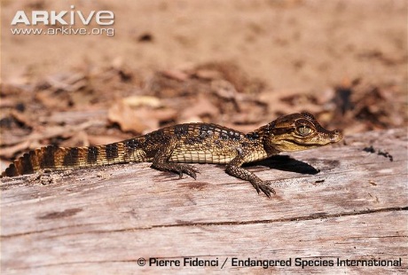 Cá sấu Mỹ thông thường trườn dọc theo bụng của chúng, nhưng chúng có thể đi bộ.