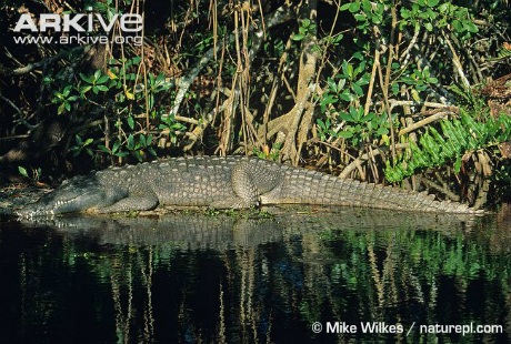 Cá sấu Mỹ thông thường trườn dọc theo bụng của chúng, nhưng chúng có thể đi bộ.