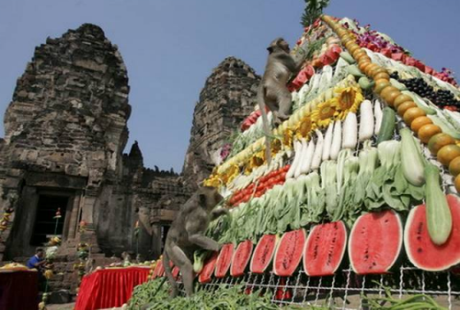 Đại tiệc của những chú khỉ trong lễ hội buffet ở Thái Lan