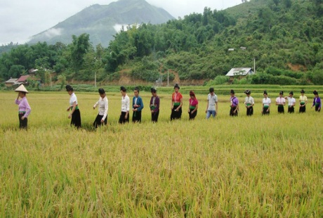 Mường Thanh vào mùa gặt - 1 Các cô gái Thái trên cánh đồng Mường Thanh