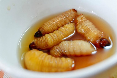 Đến Bến Tre thưởng thức đặc sản đuống dừa - 1 Những con đuông dừa béo tròn hấp dẫn trong bát nước chấm