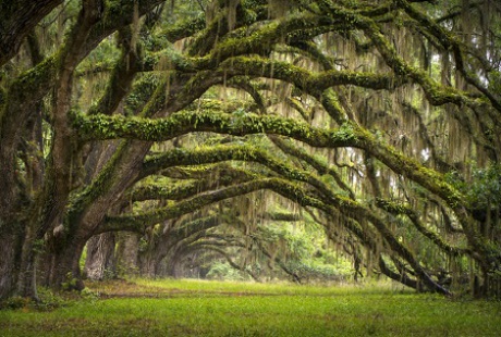 Tam Cốc - Bích Động được ngợi ca là “khuôn hình hoàn hảo” - 6 Những cây sồi, Charleston, South Carolina.