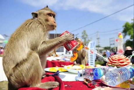 Đại tiệc của những chú khỉ trong lễ hội buffet ở Thái Lan