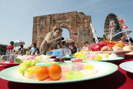 Đại tiệc của những chú khỉ trong lễ hội buffet ở Thái Lan