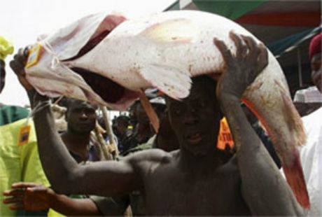 Đến Nigeria xem lễ hội bắt cá Argungru