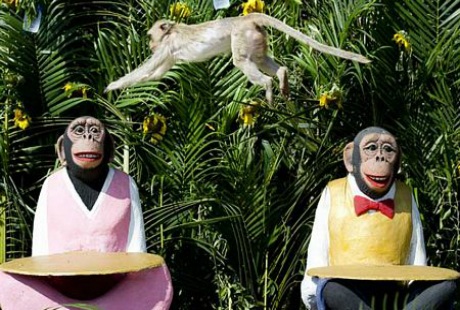 Đại tiệc của những chú khỉ trong lễ hội buffet ở Thái Lan