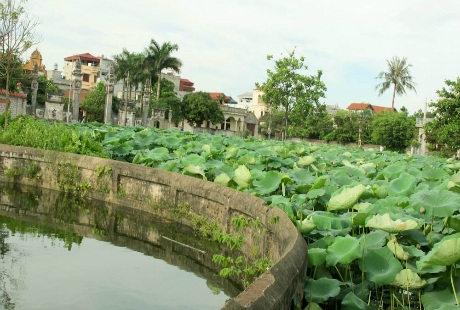 Sen bách diệp trăm cánh khoe sắc ở Hà Nội - 1 Nhữ Trang