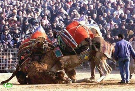 Độc đáo cuội thi chọi... lạc đà ở Thổ Nhĩ Kỳ - 1 Độc đáo cuội thi chọi... lạc đà ở Thổ Nhĩ Kỳ