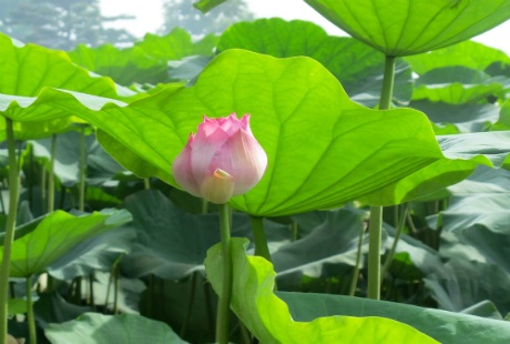 Sen bách diệp trăm cánh khoe sắc ở Hà Nội - 10 Nhữ Trang