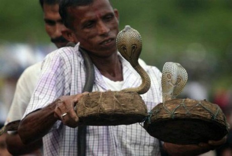 Độc đáo lễ hội hôn và đổ sữa lên... đầu rắn - 3 Độc đáo lễ hội hôn và đổ sữa lên... đầu rắn