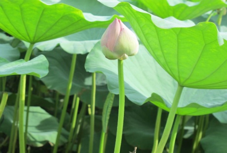 Sen bách diệp trăm cánh khoe sắc ở Hà Nội - 4 Nhữ Trang