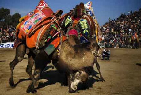 Độc đáo cuội thi chọi... lạc đà ở Thổ Nhĩ Kỳ - 4 Độc đáo cuội thi chọi... lạc đà ở Thổ Nhĩ Kỳ