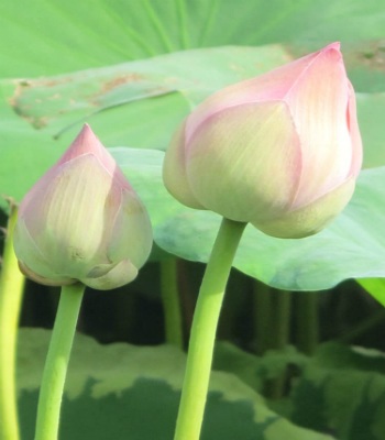 Sen bách diệp trăm cánh khoe sắc ở Hà Nội - 6 Nhữ Trang